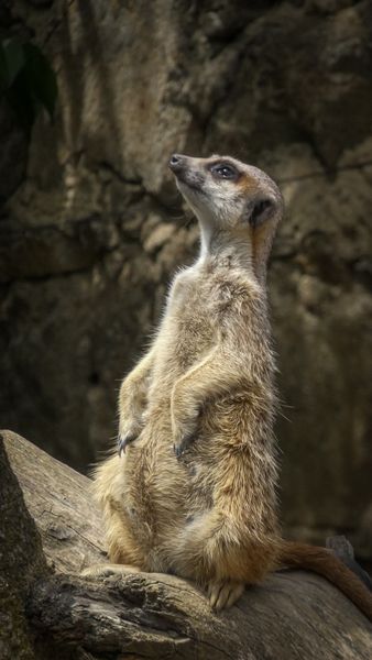 Helpful zoo info