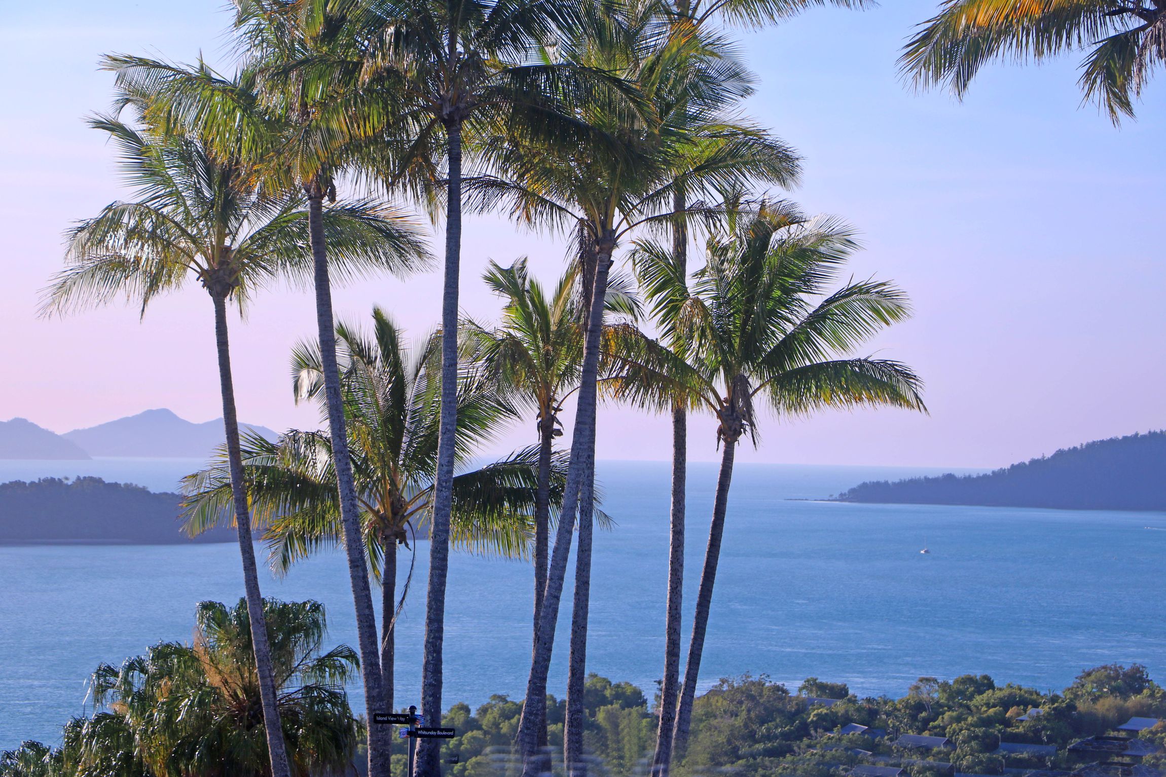 Tropical palm trees overlooking the tranquil waters of Whitsundays in Queensland, Australia.