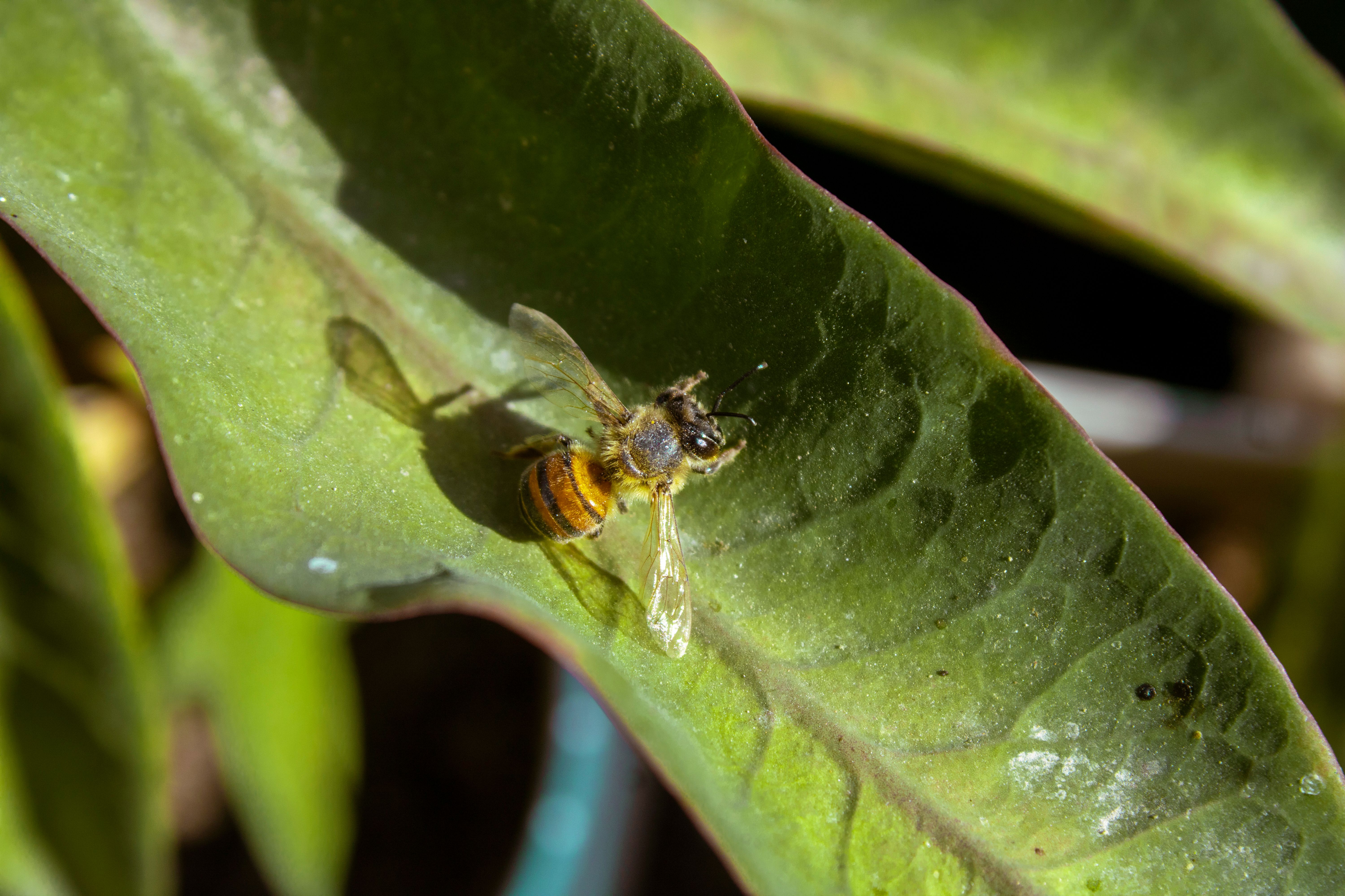 Fotomural Captura de una abeja descansando sobre una vibrante hoja verde, mostrando los detalles de la naturaleza.