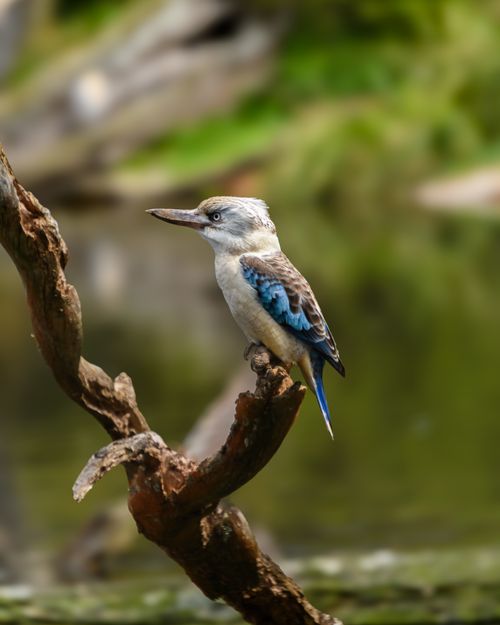 Free Laughing kookaburra (Dacelo novaeguineae) resting on a tree branch in a serene natural habitat. Stock Photo