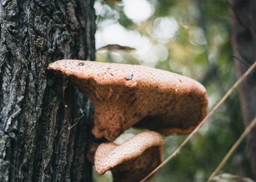 Free Detailed shot of brown fungi growing on a tree trunk in a forest setting. Stock Photo