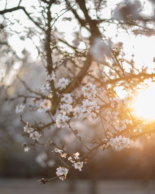 Free Close-up of almond tree branches with flowers in spring sunlight. Stock Photo