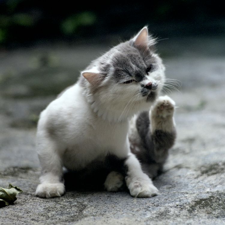 Kitten Scratching Adorable Cat Scratching Itself Outdoors · Free Stock Photo