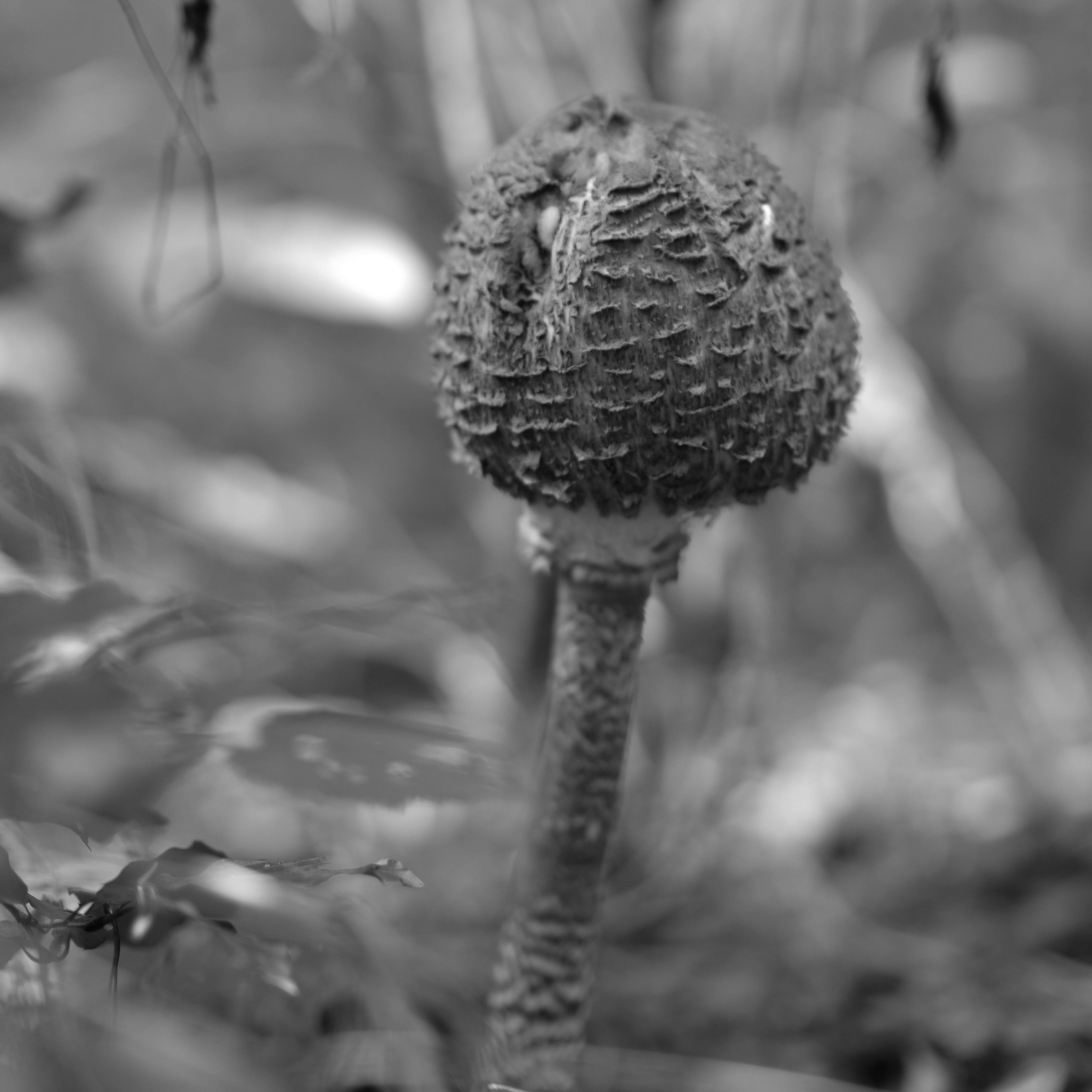 close up of shaggy parasol mushroom in forest