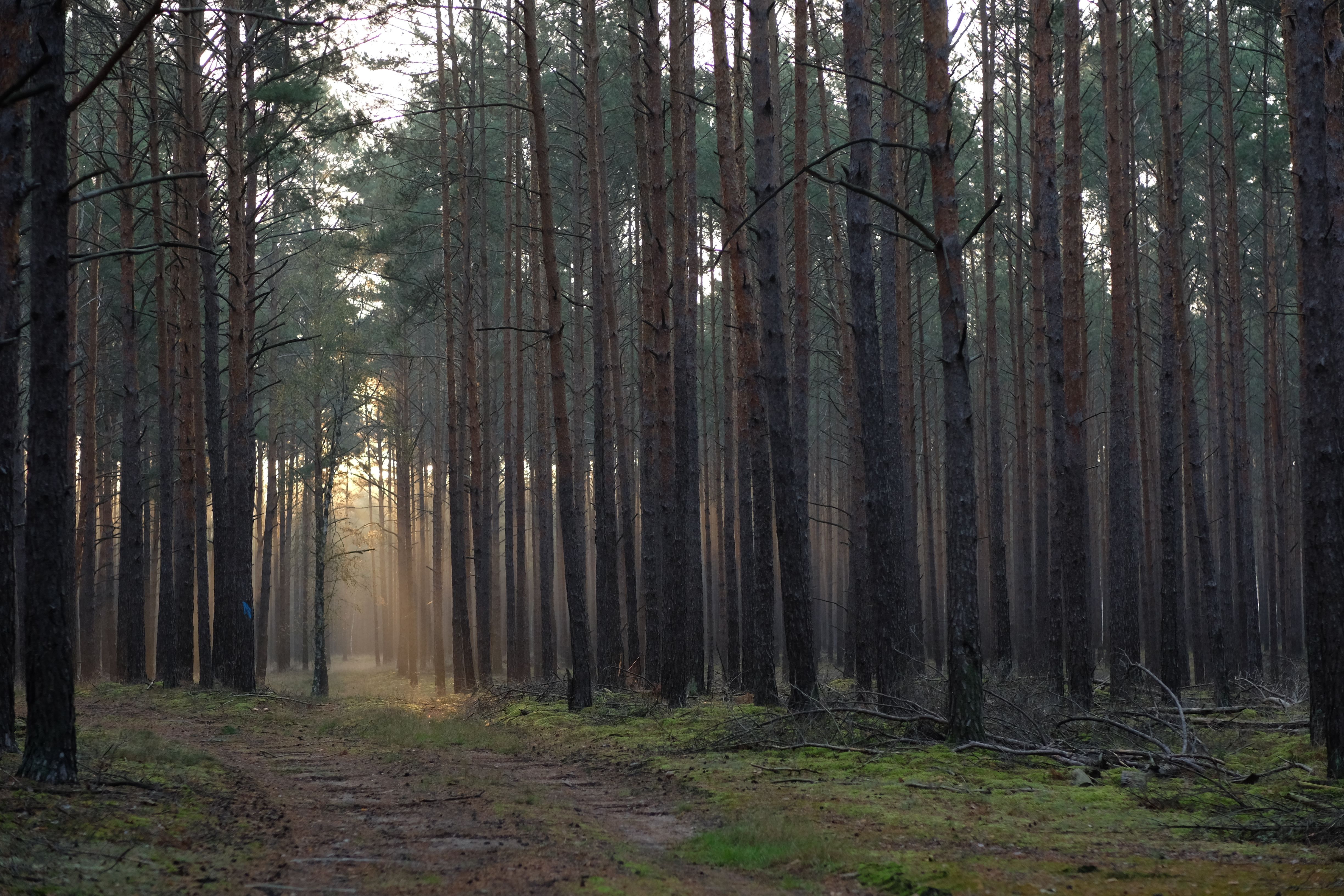 Serene Sunlit Path Through Pine Forest · Free Stock Photo