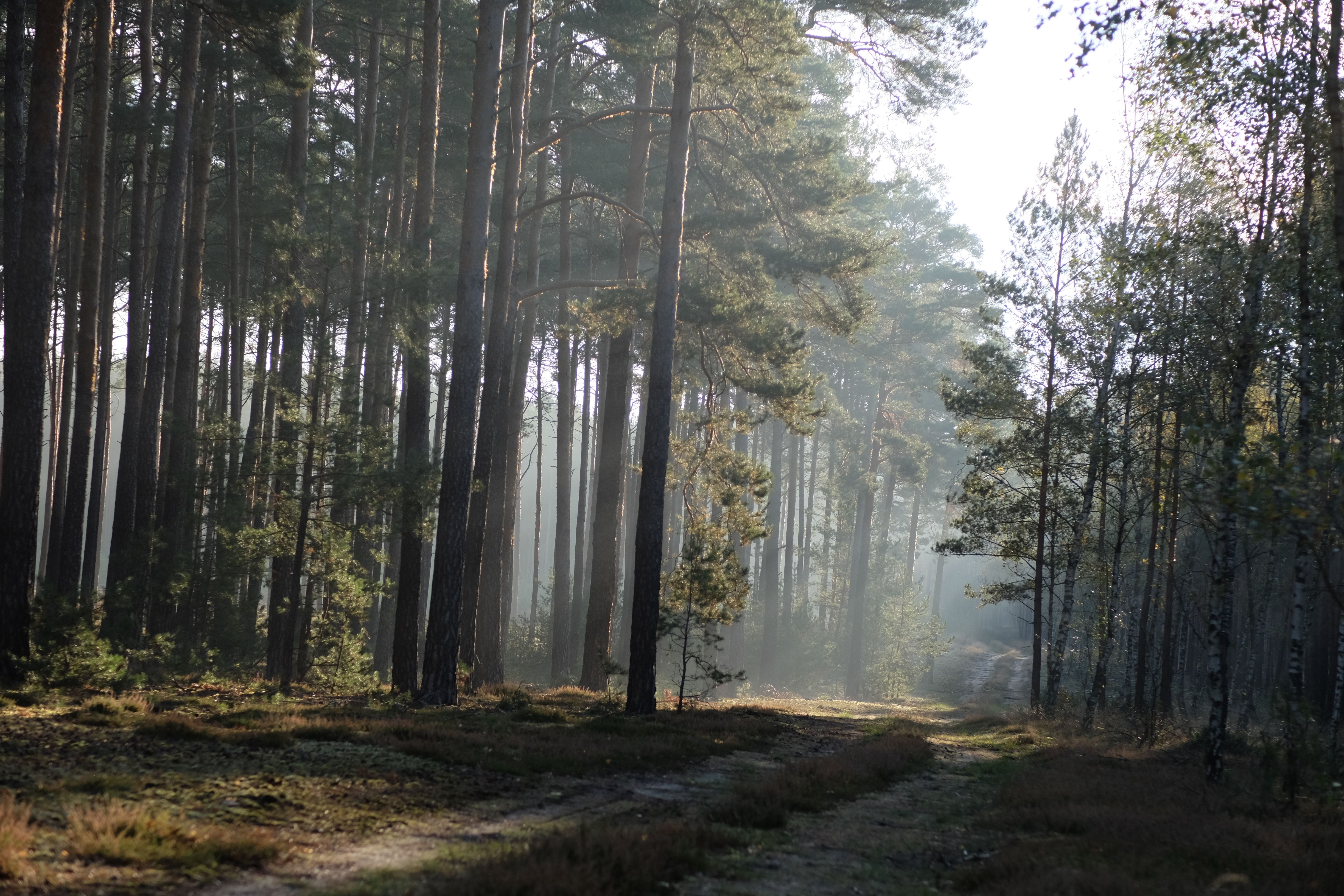 Serene Pine Forest with Sunlight Rays · Free Stock Photo