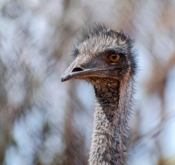 An Emu in a Zoo · Free Stock Photo