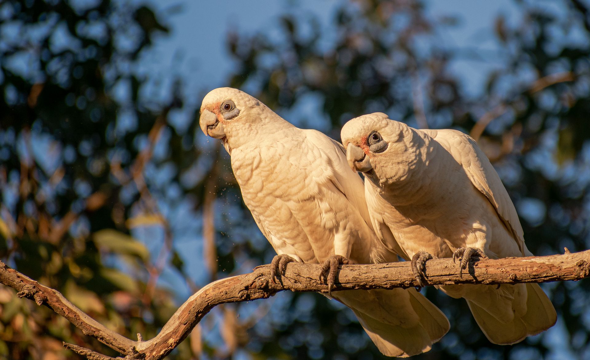 Two cockatoos resting on a tree branch with a blurred natural background.