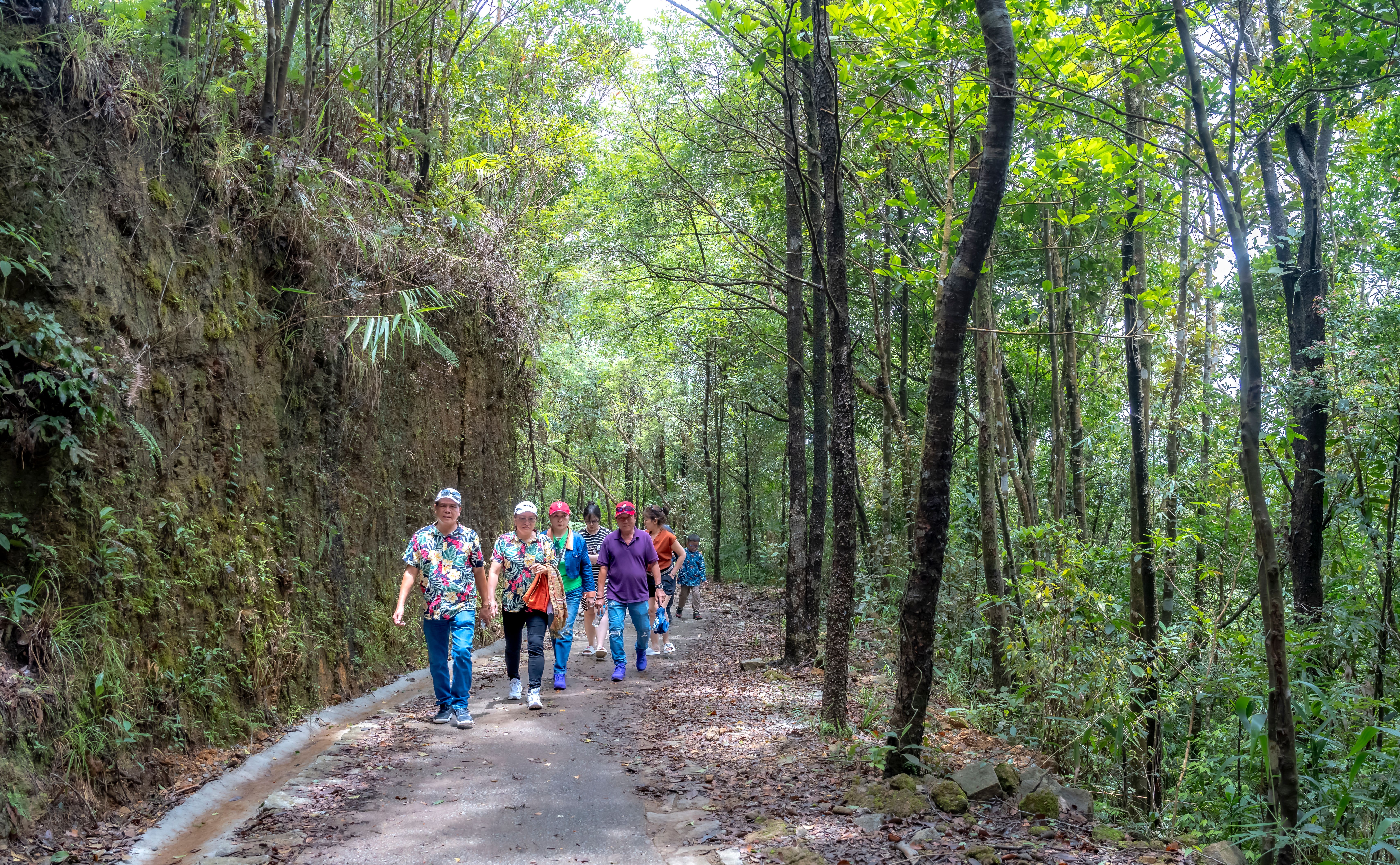 Group of People Hiking in Lush Forest Trail · Free Stock Photo