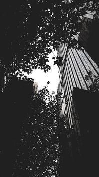 Monochrome view of city skyscrapers framed by tree branches, creating a dramatic urban silhouette.