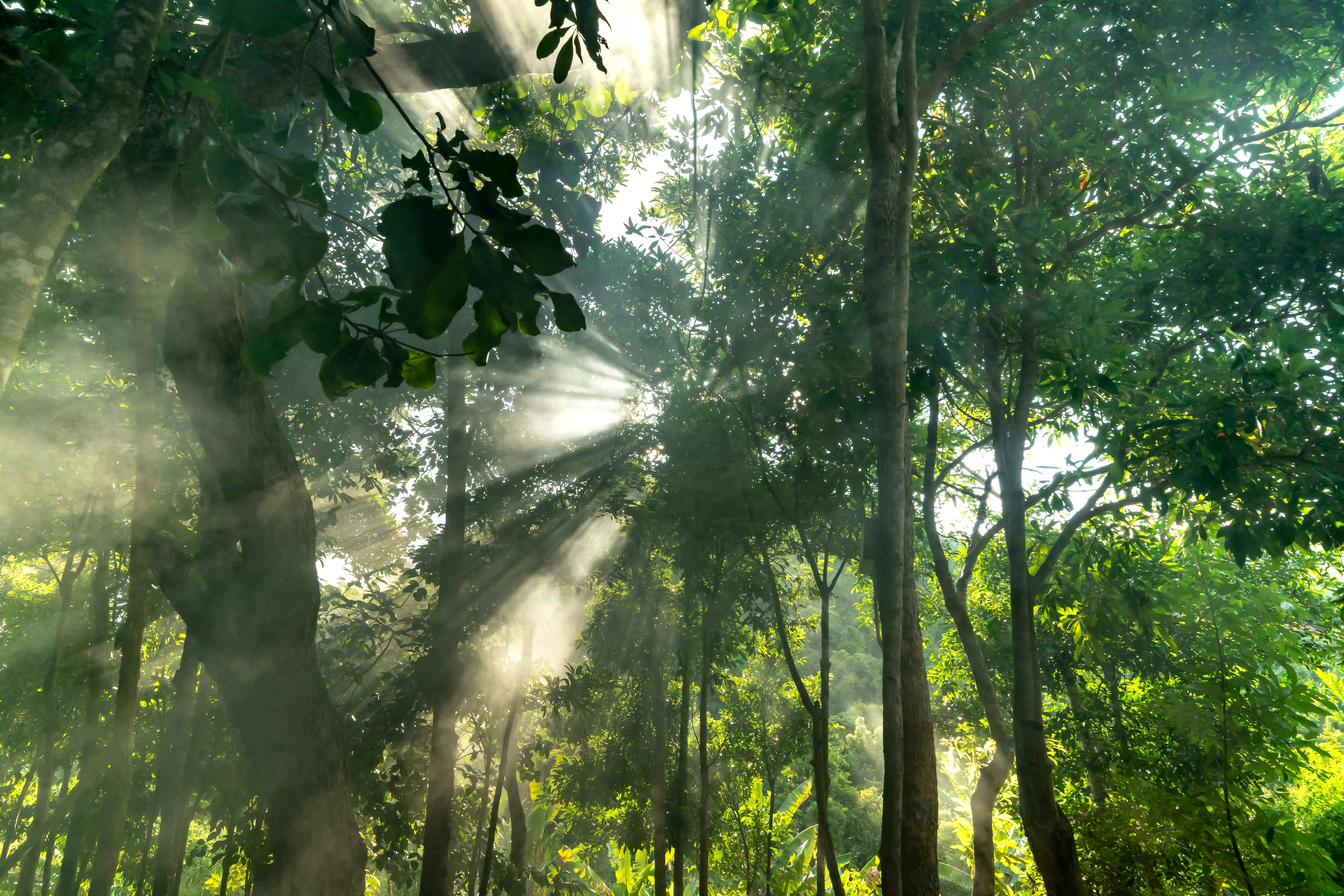 陽光差し込む緑の森 - 生命・自然
