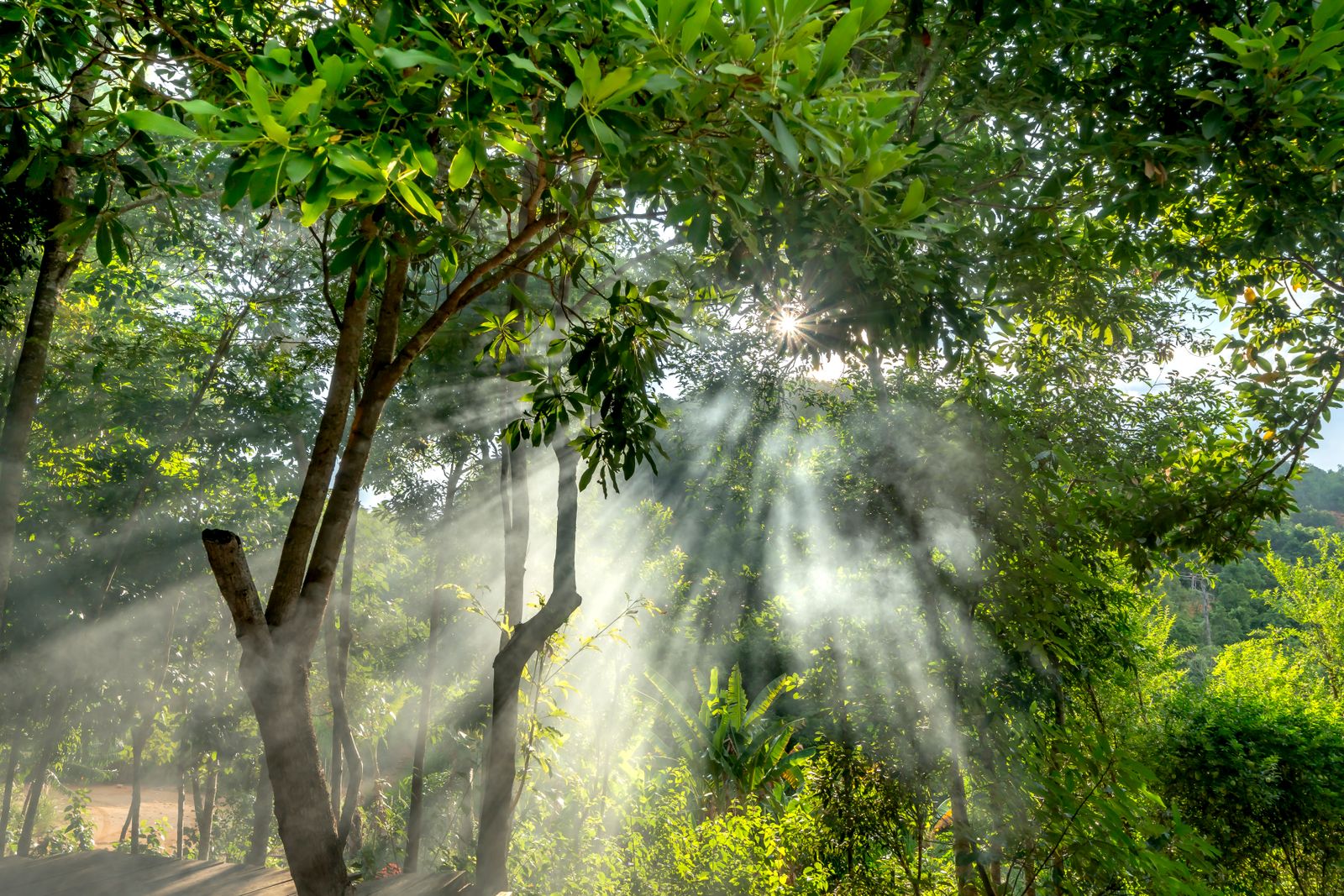 Sunlight Piercing Through Lush Forest Canopy · Free Stock Photo