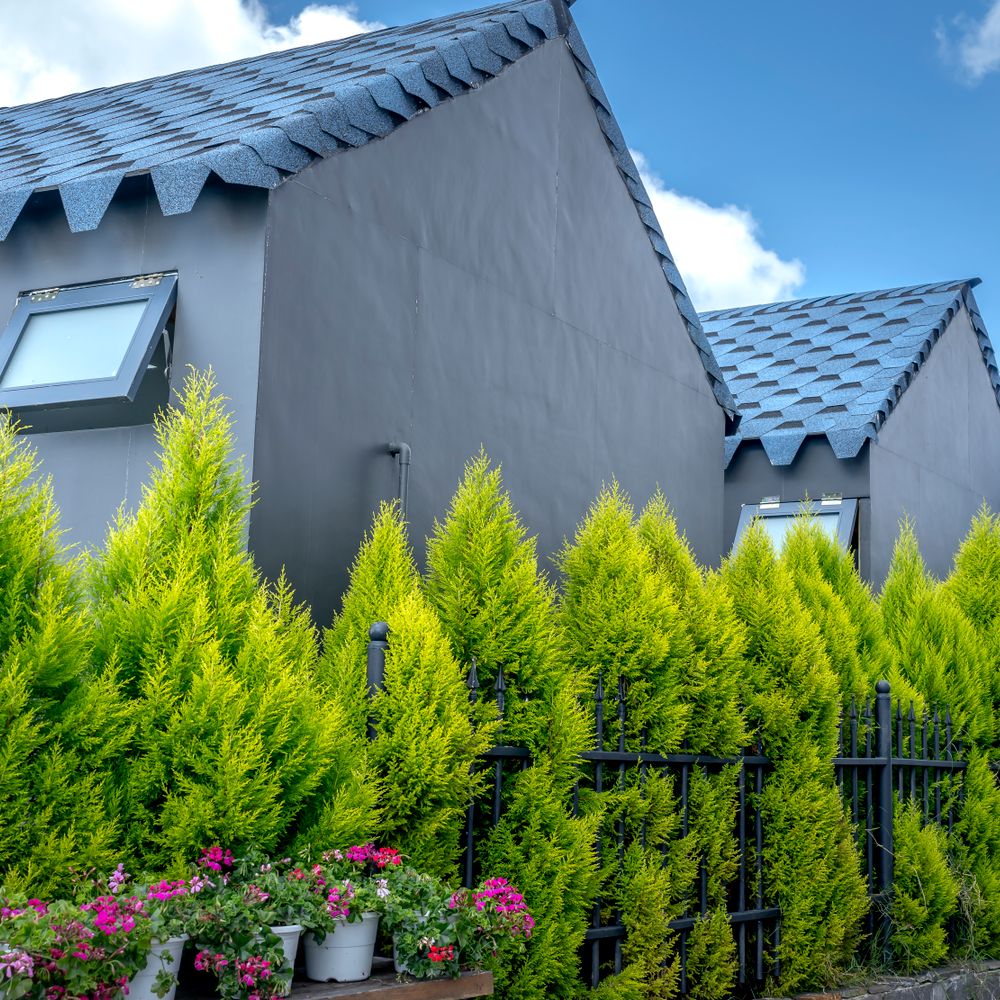 Fence and Decking Painting in Stonebridge — dust sheets down and the room fully protected