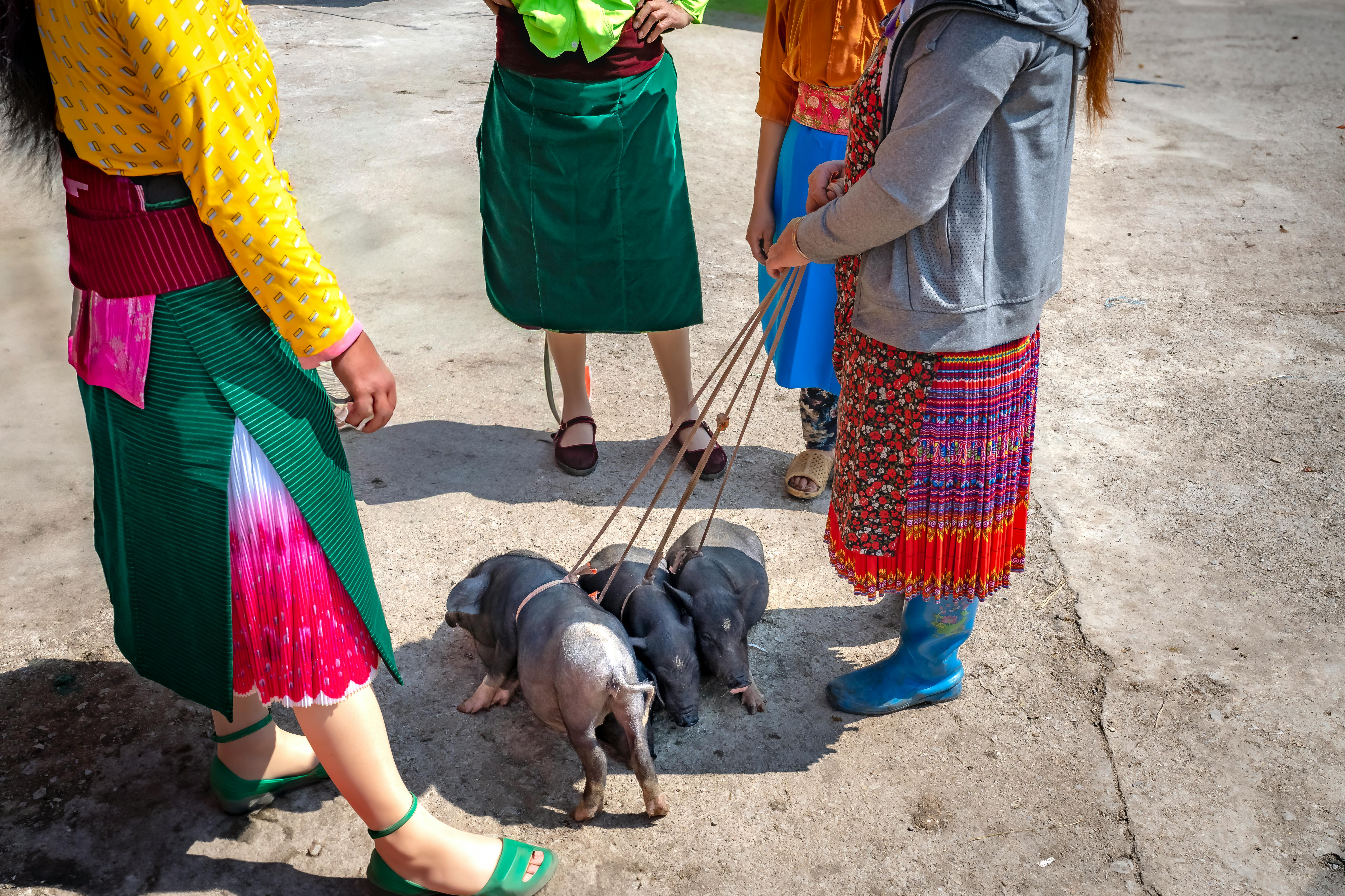 People in vibrant clothing gather holding piglets at a cultural event.