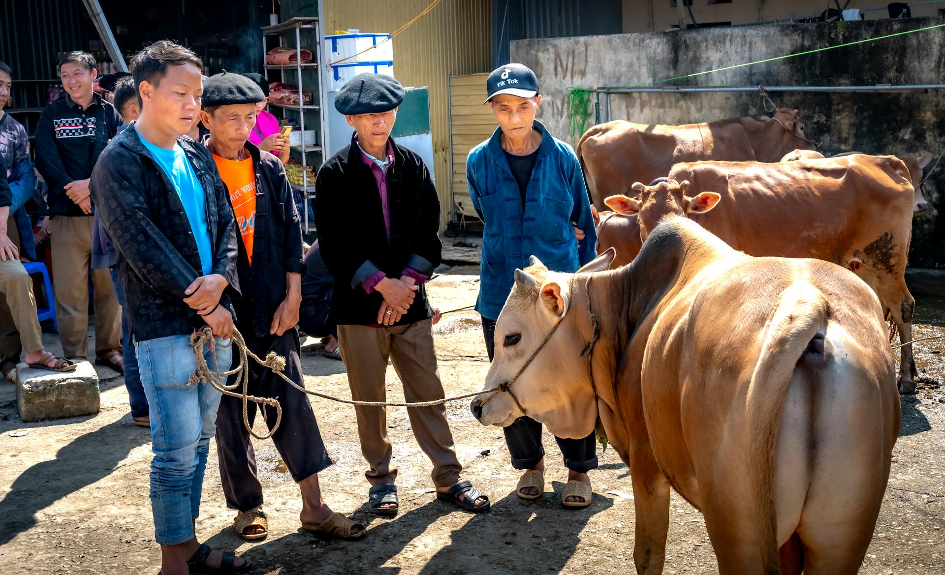 Men Observing Cattle at Traditional Market