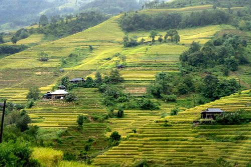 Free Scenic view of vibrant rice terraces in Vietnam, showcasing rural beauty. Stock Photo
