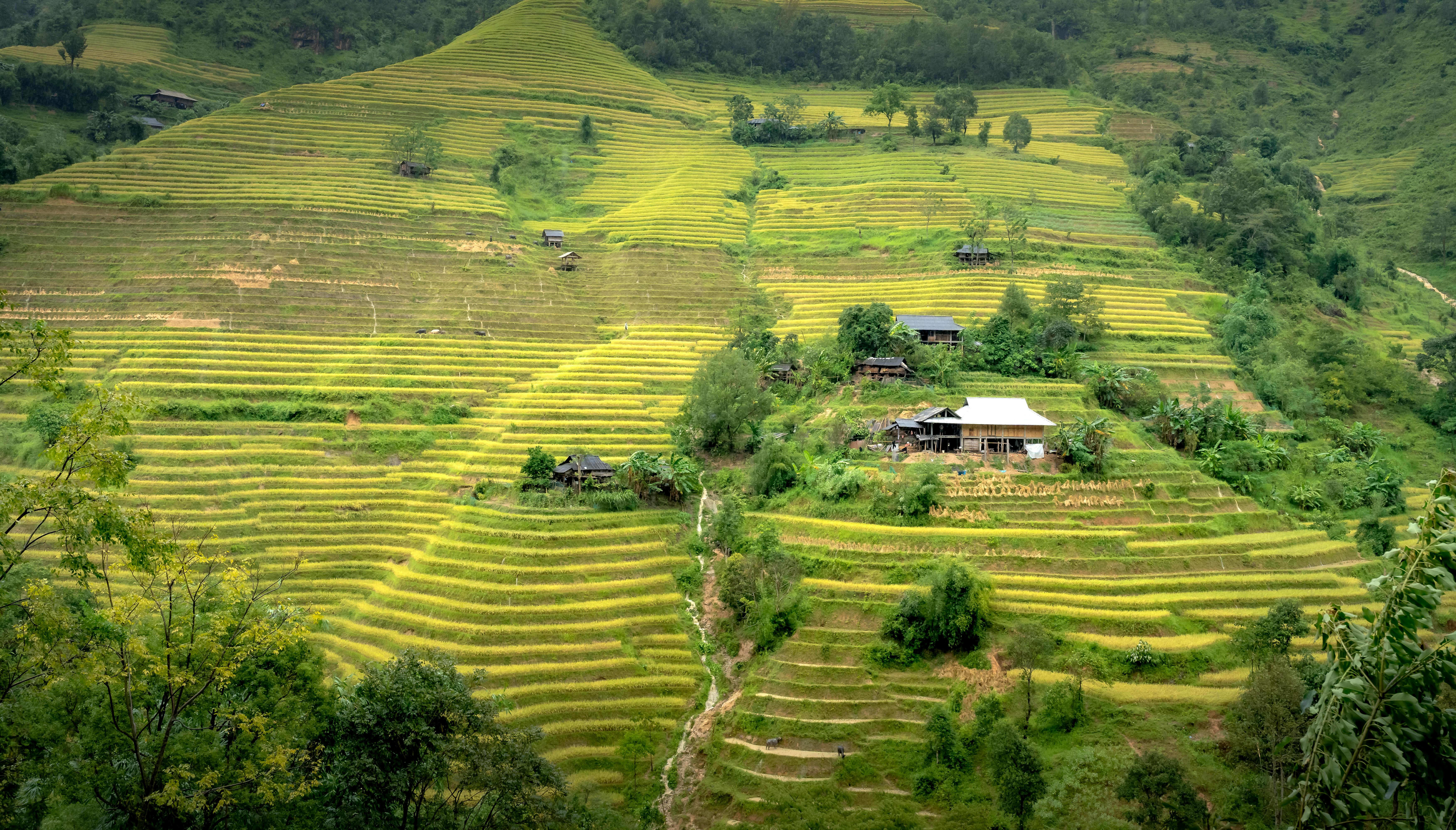ベトナムの棚田の美しい景色 · 無料の写真素材