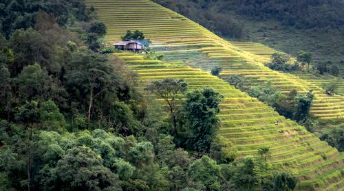 Free Vibrant terraced rice fields amidst lush greenery with a rustic hut in the hills. Stock Photo