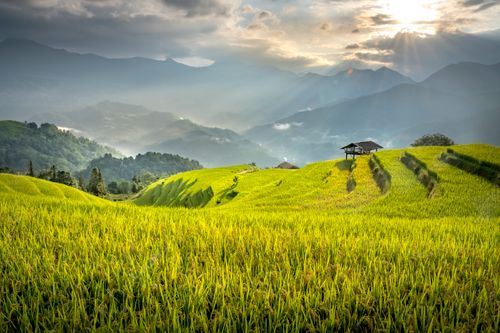 Free Sunrise over lush terraced rice fields with misty mountain backdrop. Stock Photo