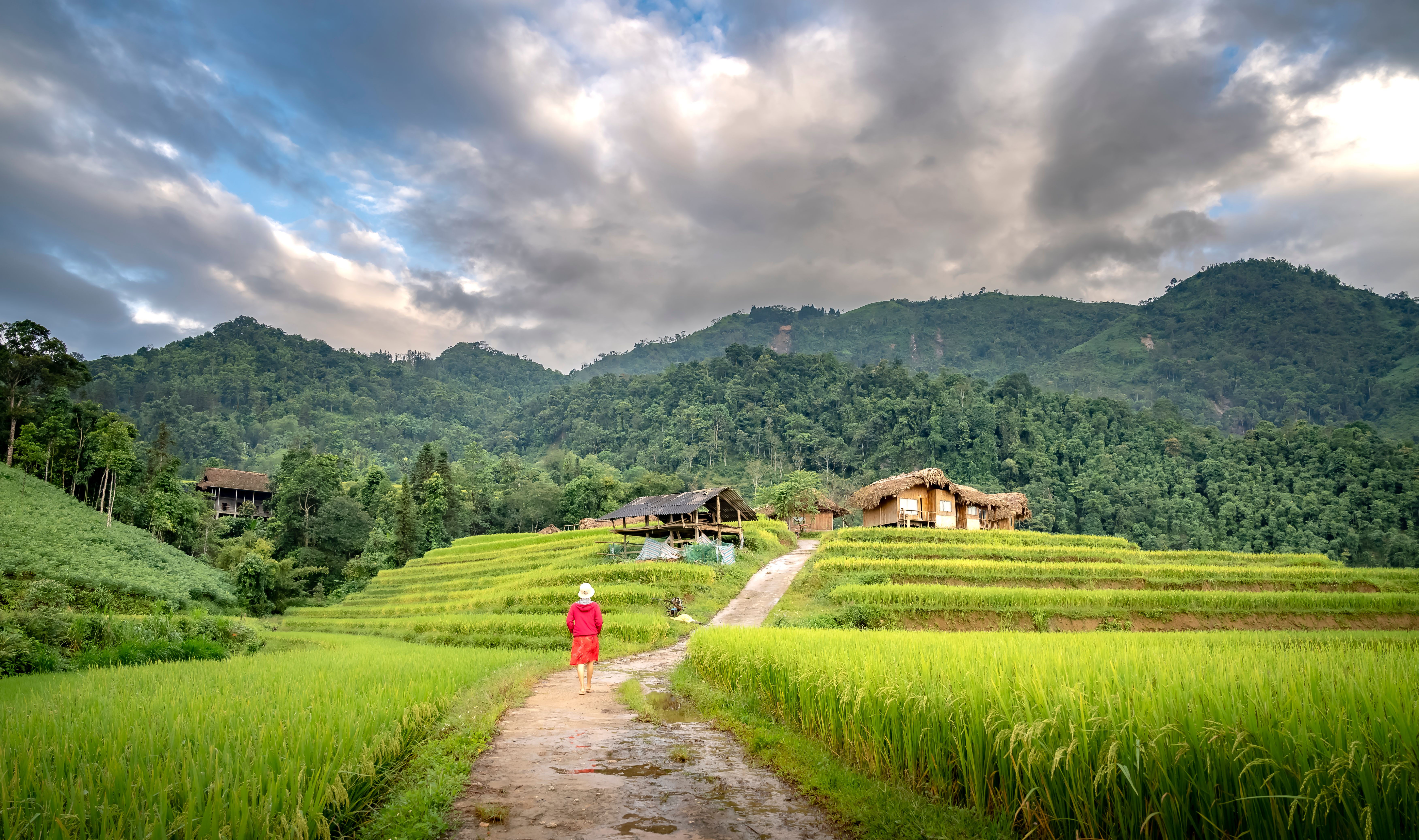 A lone traveler walks through lush green rice terraces under a cloudy sky.