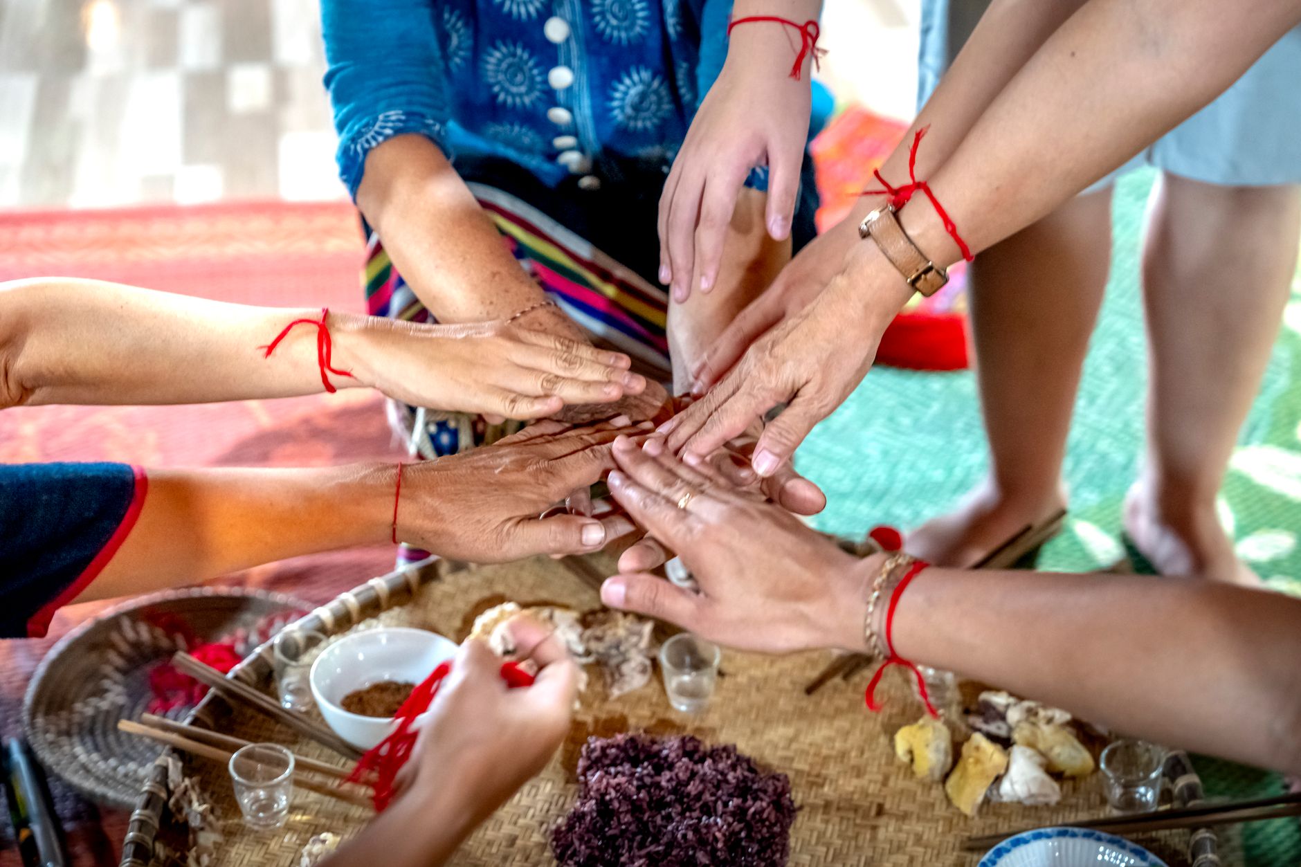 Bàn tay người chăm sóc giữ gà trống Bali, kiểm tra lông và chân trước nghi lễ thi đấu