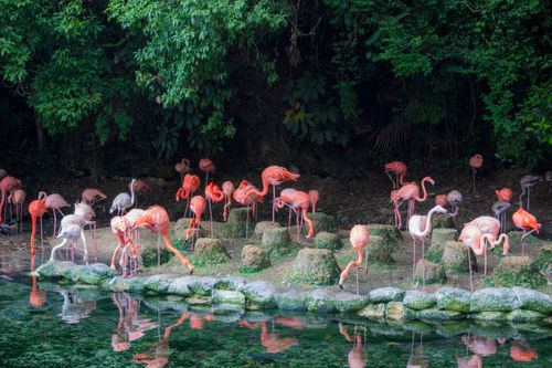 Free A flock of colorful flamingos gather by a serene pond amid lush greenery. Stock Photo