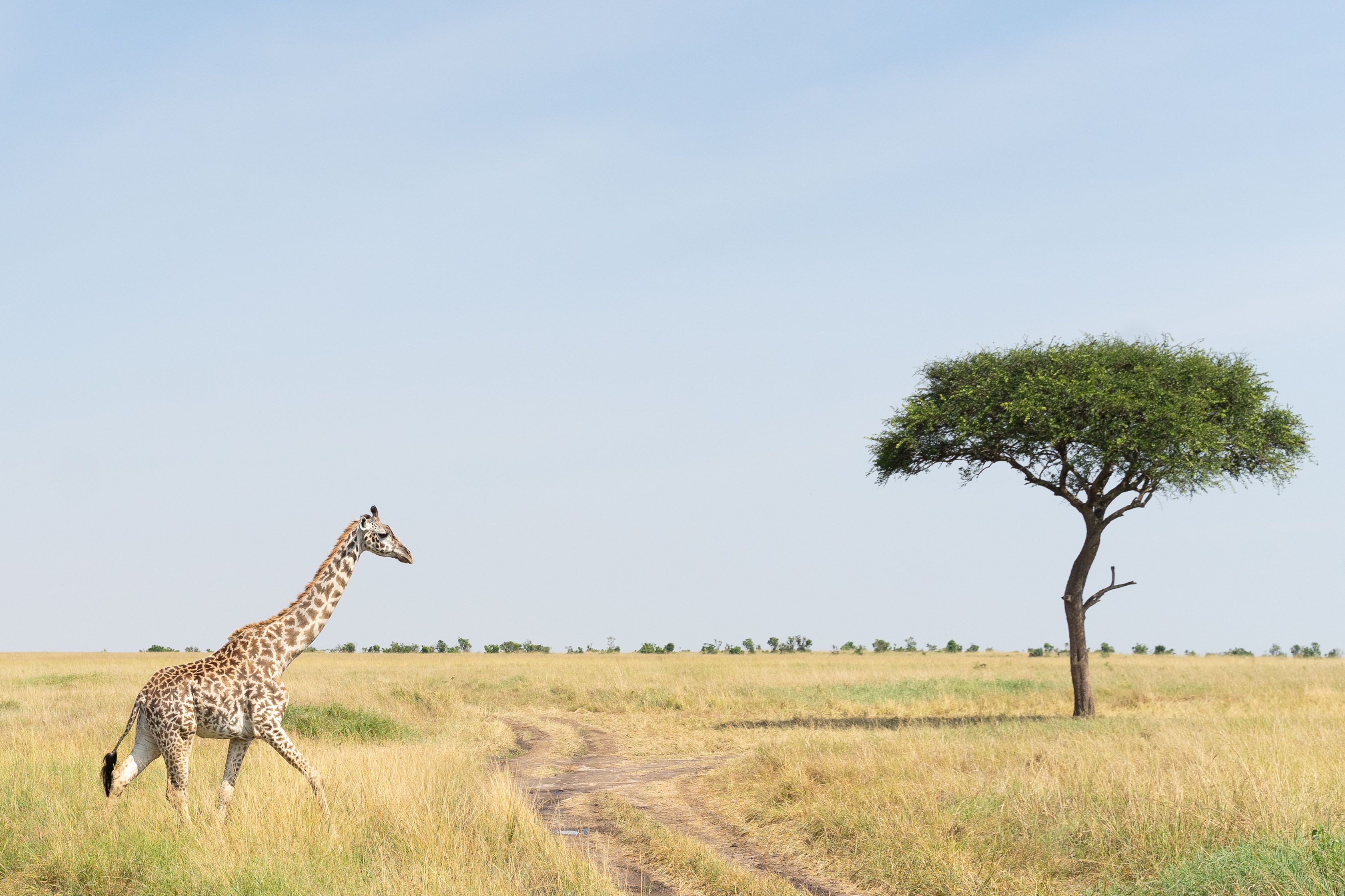 Afrikanische Landschaft mit Akazien