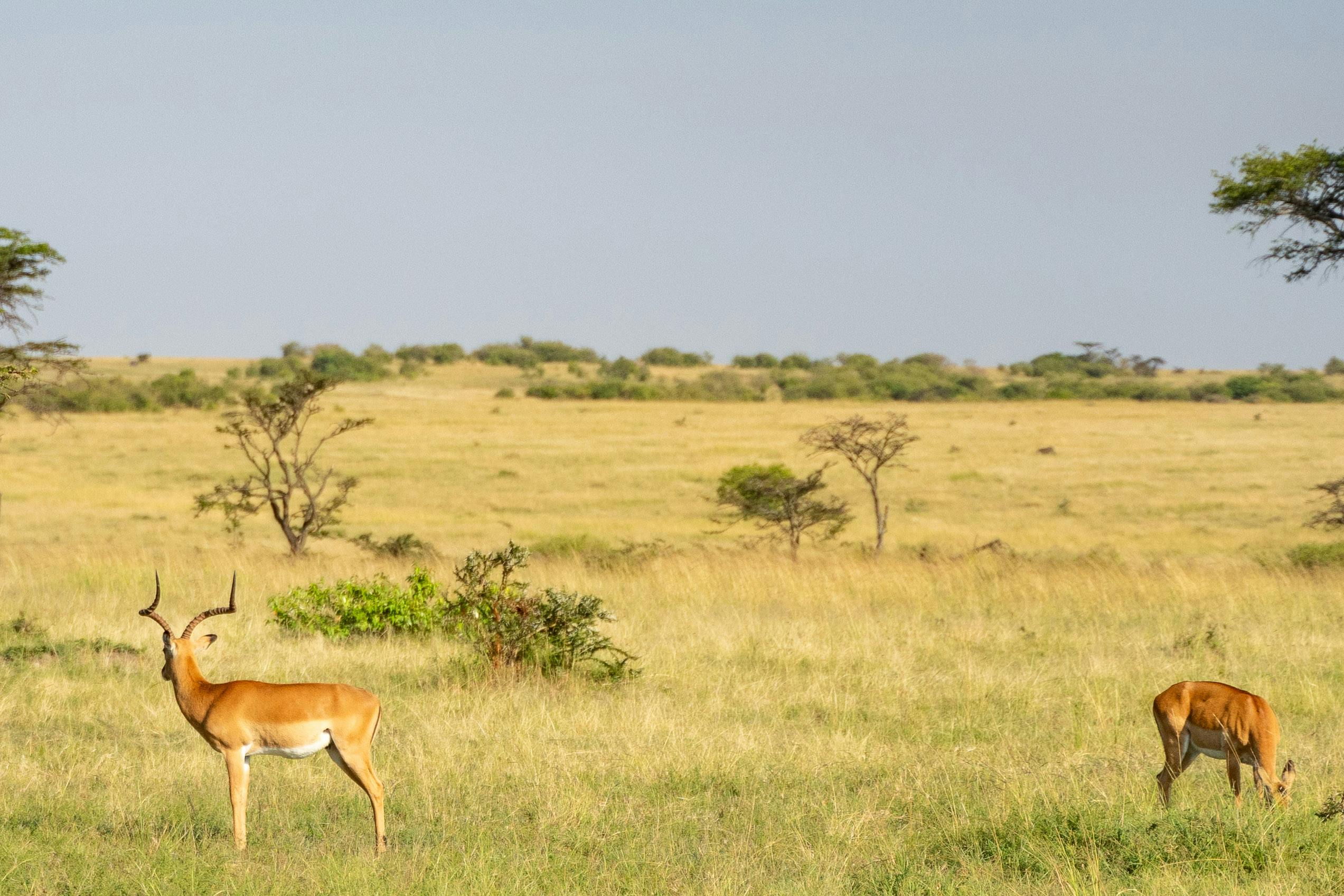 Gratuit Impalas Dans Un Paysage De Savane Africaine Photos