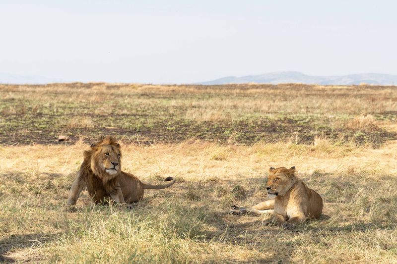 African lions resting in the Serengeti