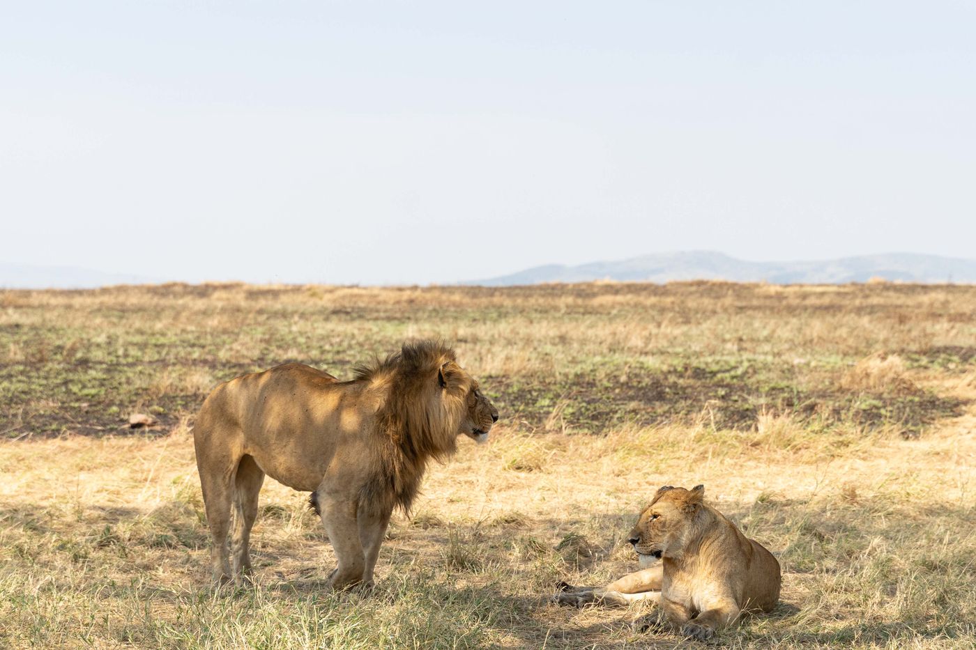 Two lions resting in the open Serengeti grasslands, Tanzania