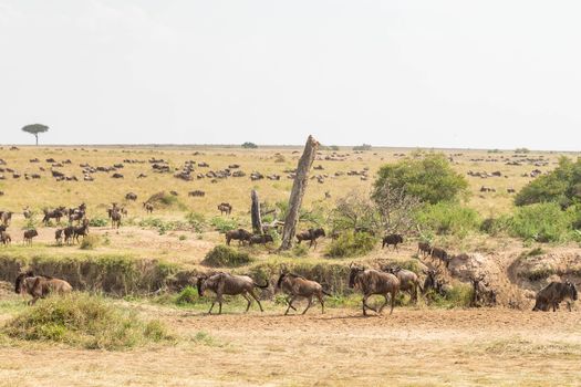 Maasai village cultural visit — Serengeti