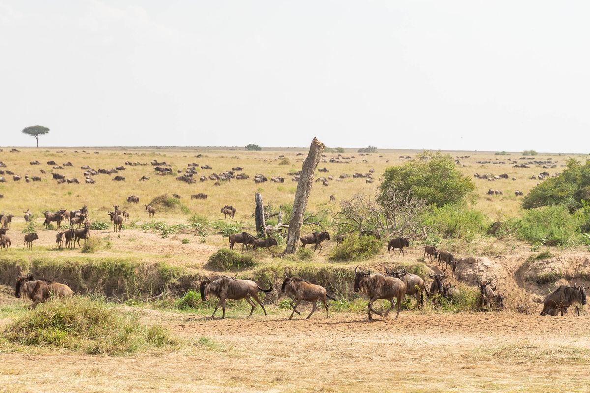 Hot air balloon Serengeti