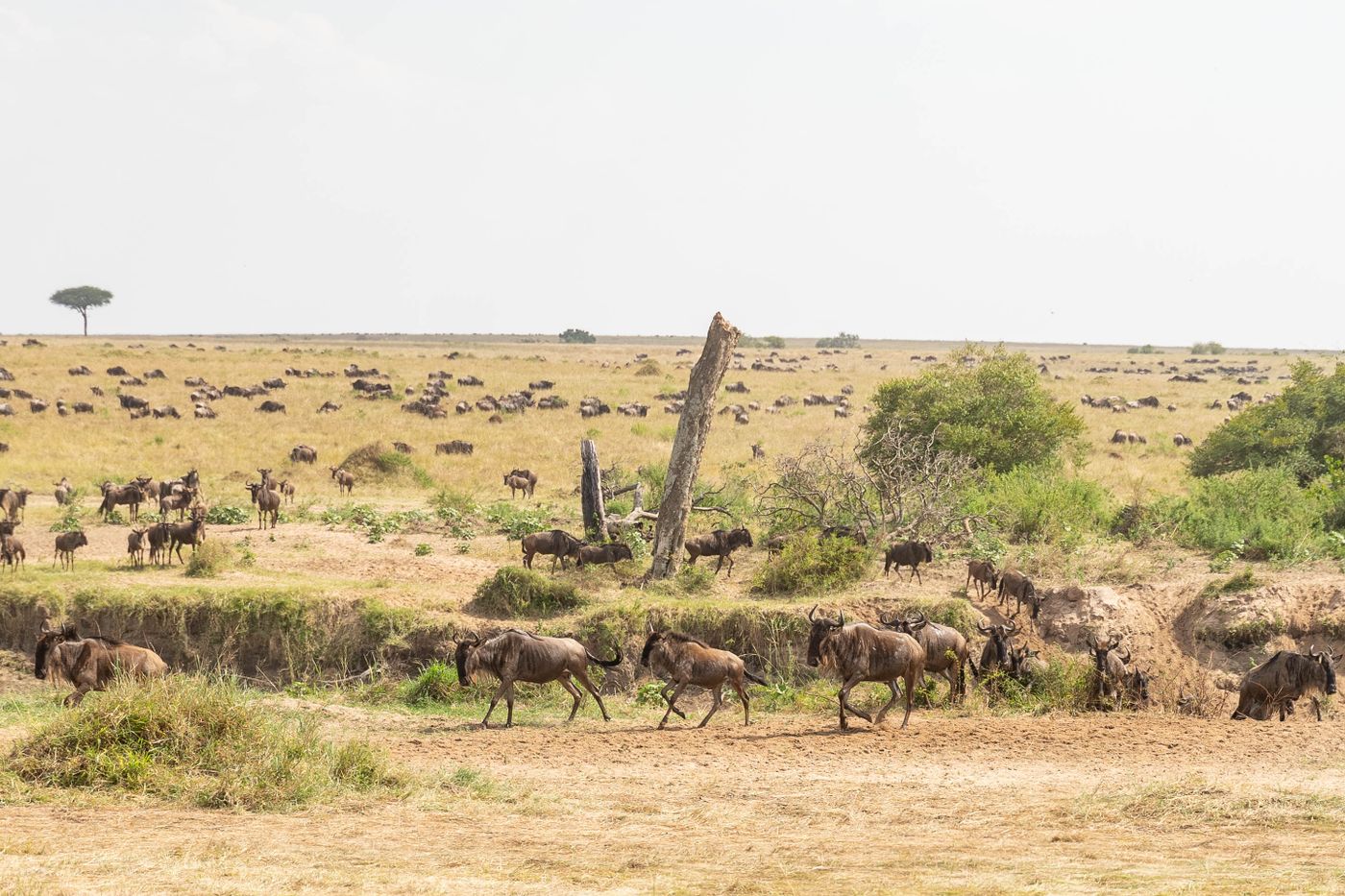 Wildebeest migrating in a long column across the open grassland of the Maasai Mara, Kenya, under a bright daytime sky.