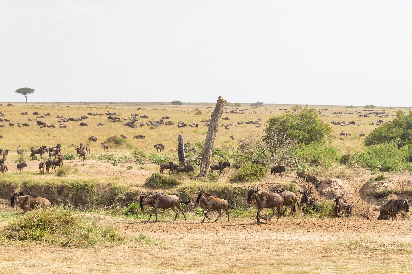 The Masai Mara & the Great Migration