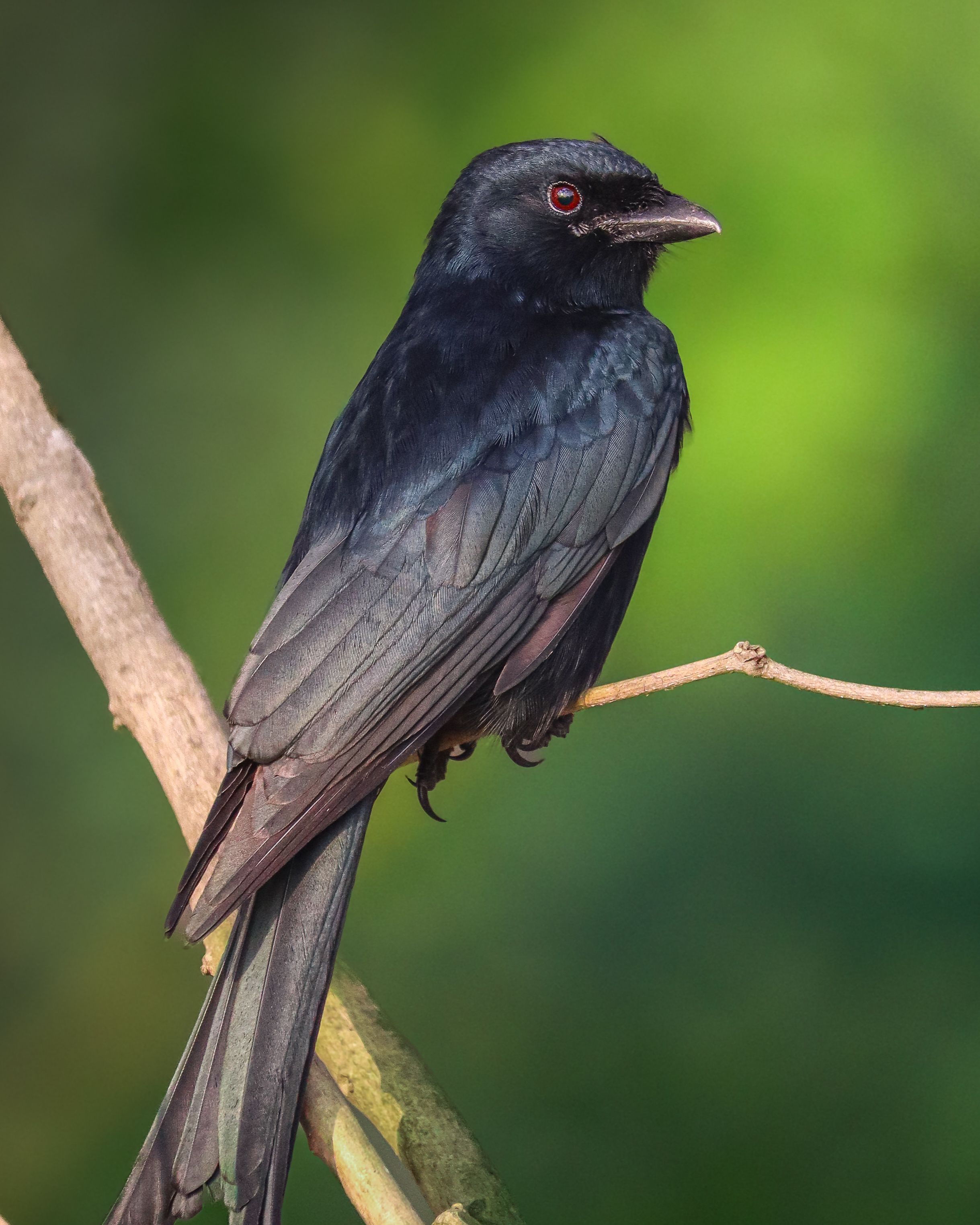 Long-tailed Widowbird flight mechanics and display behavior – Fast Facts and Field Notes