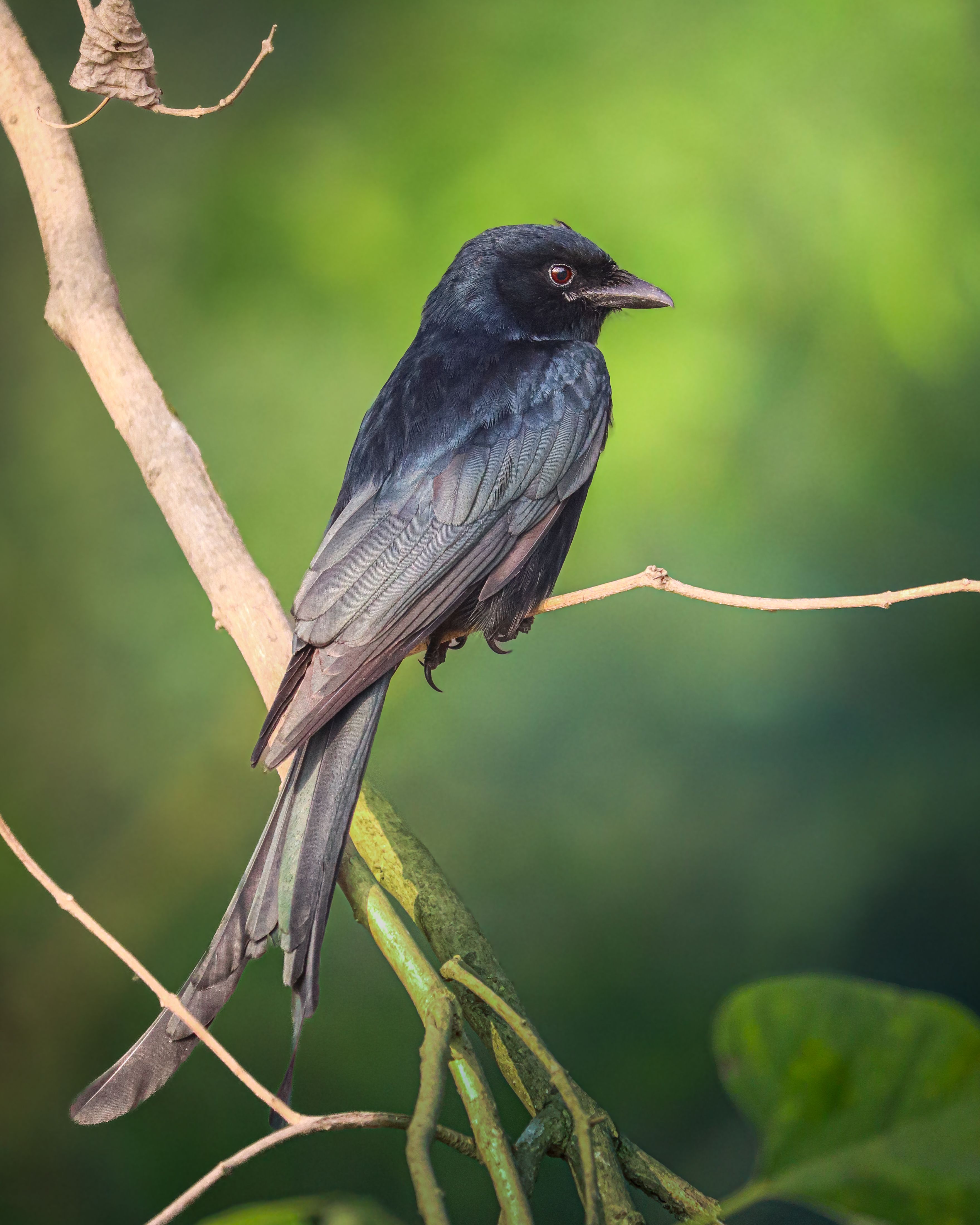 Equine Grazing Mechanics and Herbivore Foraging Adaptations – Fast Facts and Field Notes