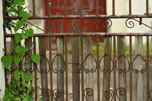 An old rusty metal gate with climbing green vines in an outdoor garden setting.
