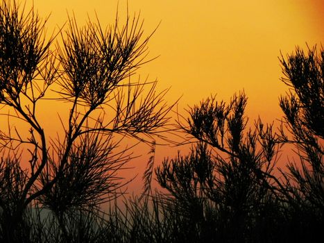 Dramatic silhouette of trees against a colorful sunset sky, showcasing nature's beauty.