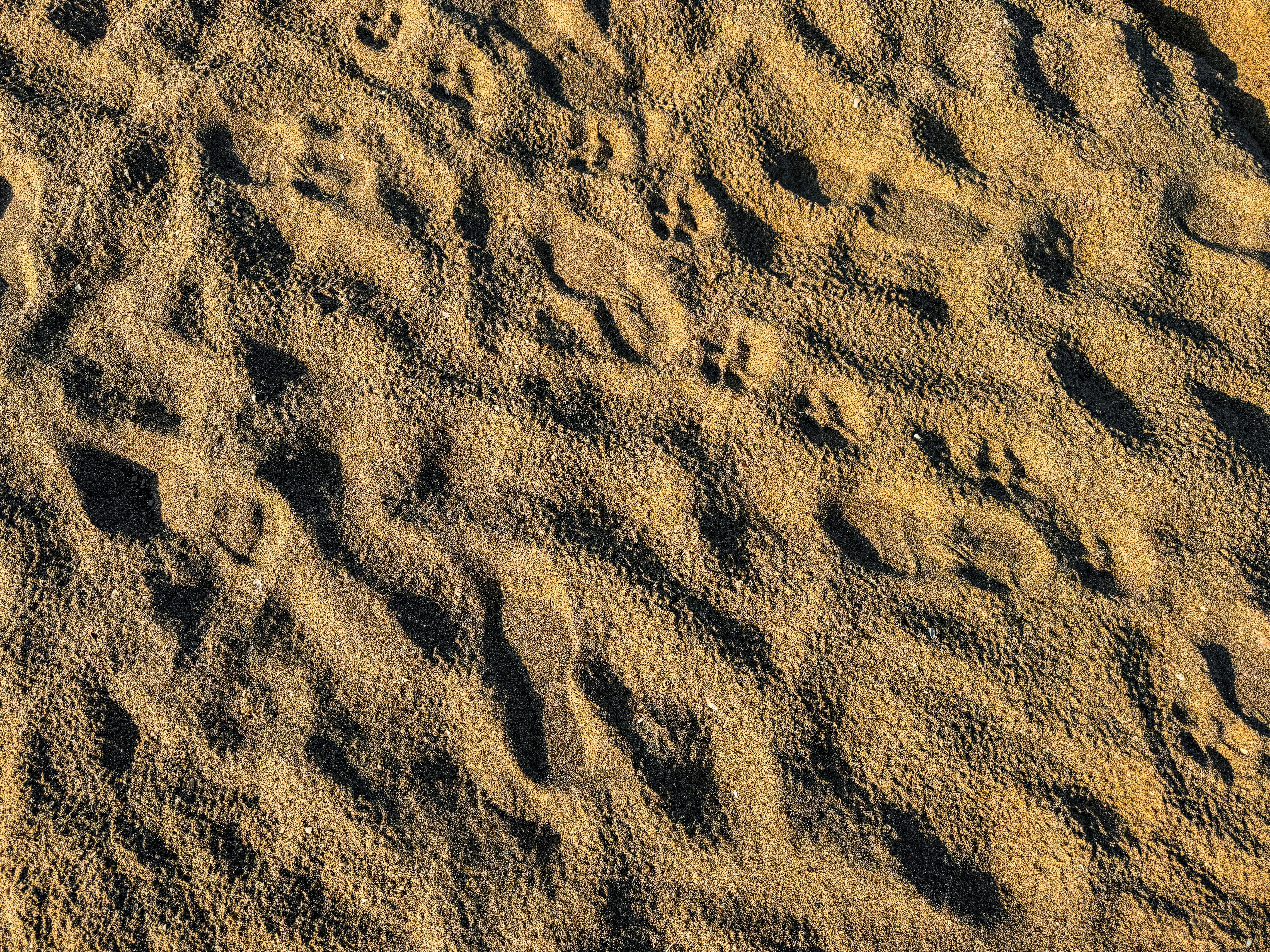 Close-up of Sandy Terrain with Animal Tracks