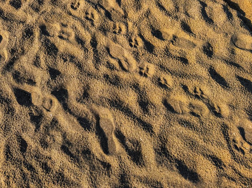 Fotomural Vista detallada de la superficie arenosa con huellas de animales visibles proyectando sombras.