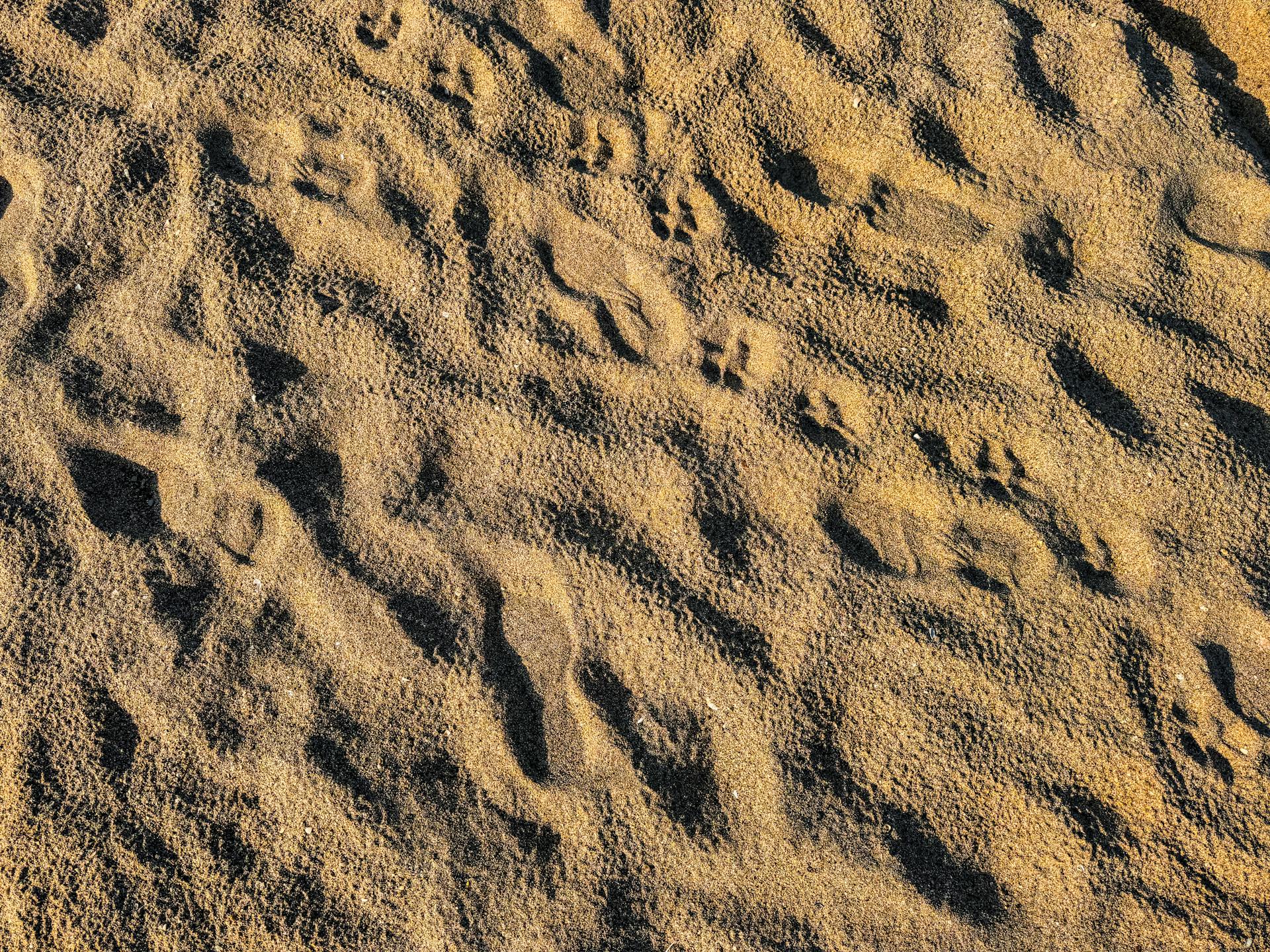 Close-up of Sandy Terrain with Animal Tracks