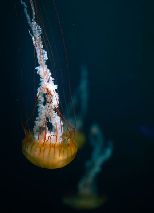 Free Close-up of a jellyfish gracefully floating in a serene aquarium setting. Stock Photo