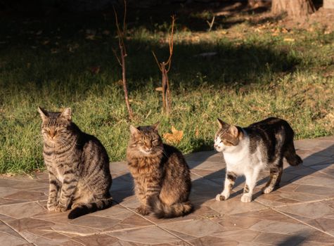 Three cats bask in the sunlight on a patio in Izmir, showcasing their varied breeds and colors.