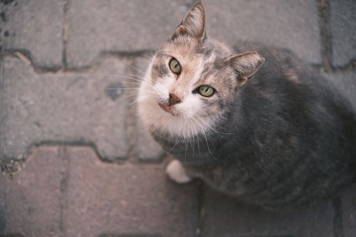 Free A curious street cat gazes upwards while sitting on a paved path in İzmir, Türkiye. Stock Photo