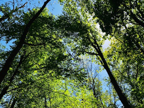 Free stock photo of blue sky, forest, green