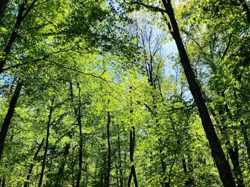 Free Бесплатное стоковое фото с весенний зеленый, голубое небо, деревья Stock Photo