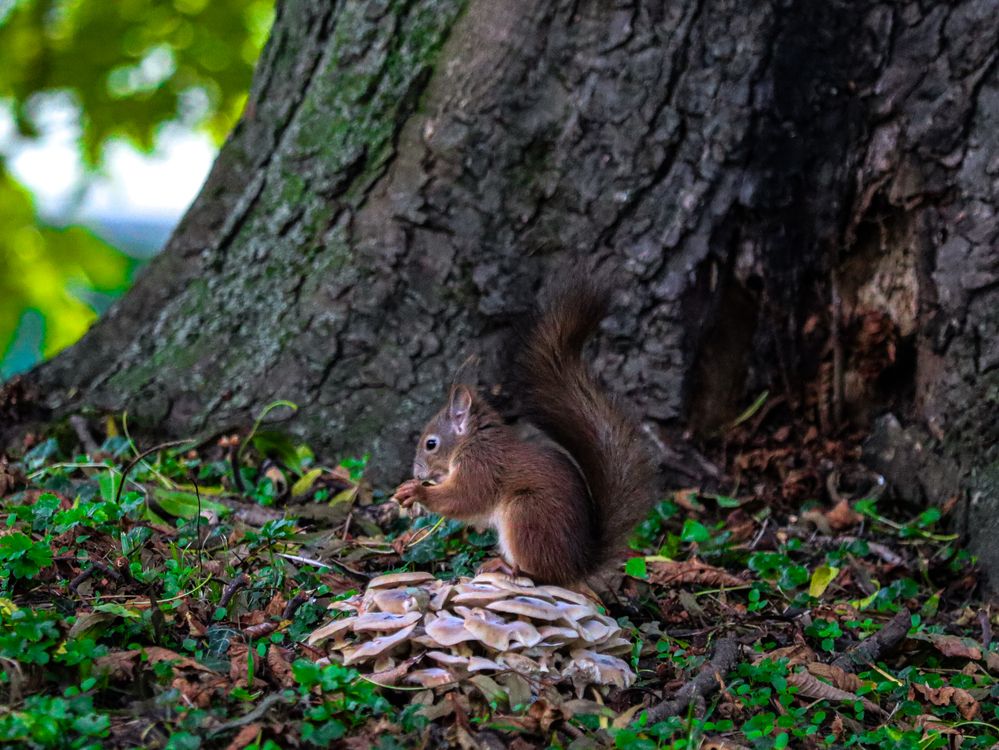 Squirrel Foraging Behavior Red Squirrel Foraging by Tree Trunk in Forest · Free Stock Photo