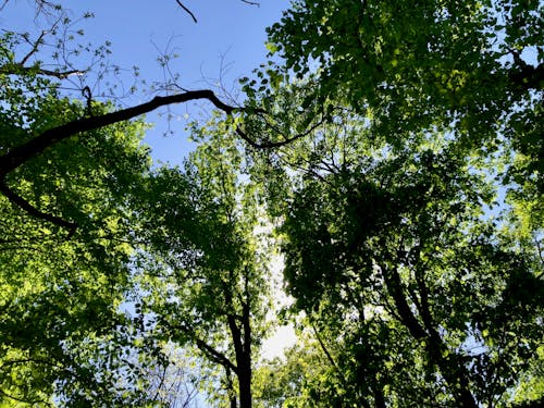 Kostenlos Kostenloses Stock Foto zu bäume, blätter, blauer himmel Stock-Foto