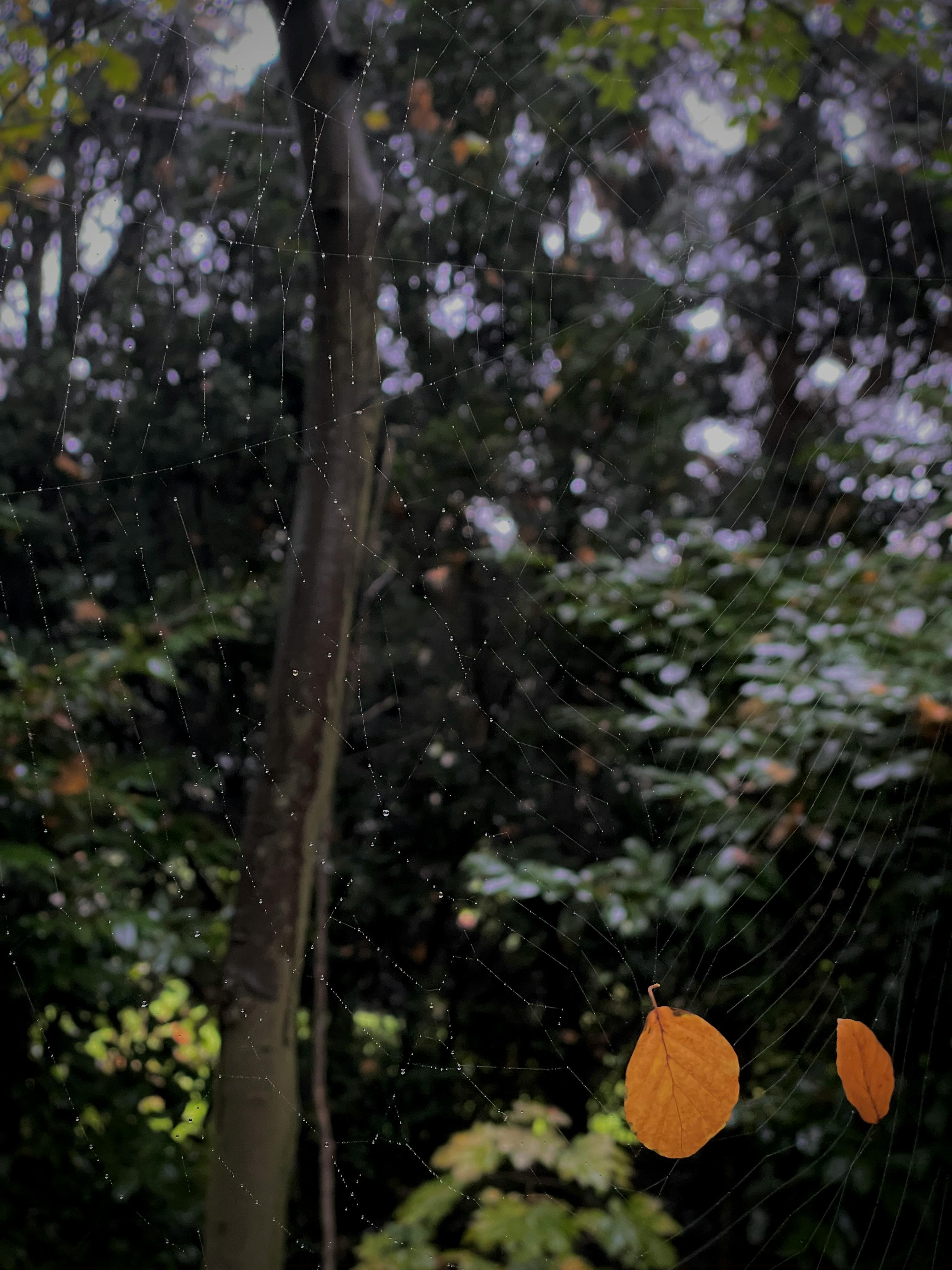 Gratis Edderkoppnett Med Høstløv I Hengeloskogen Arkivbilde