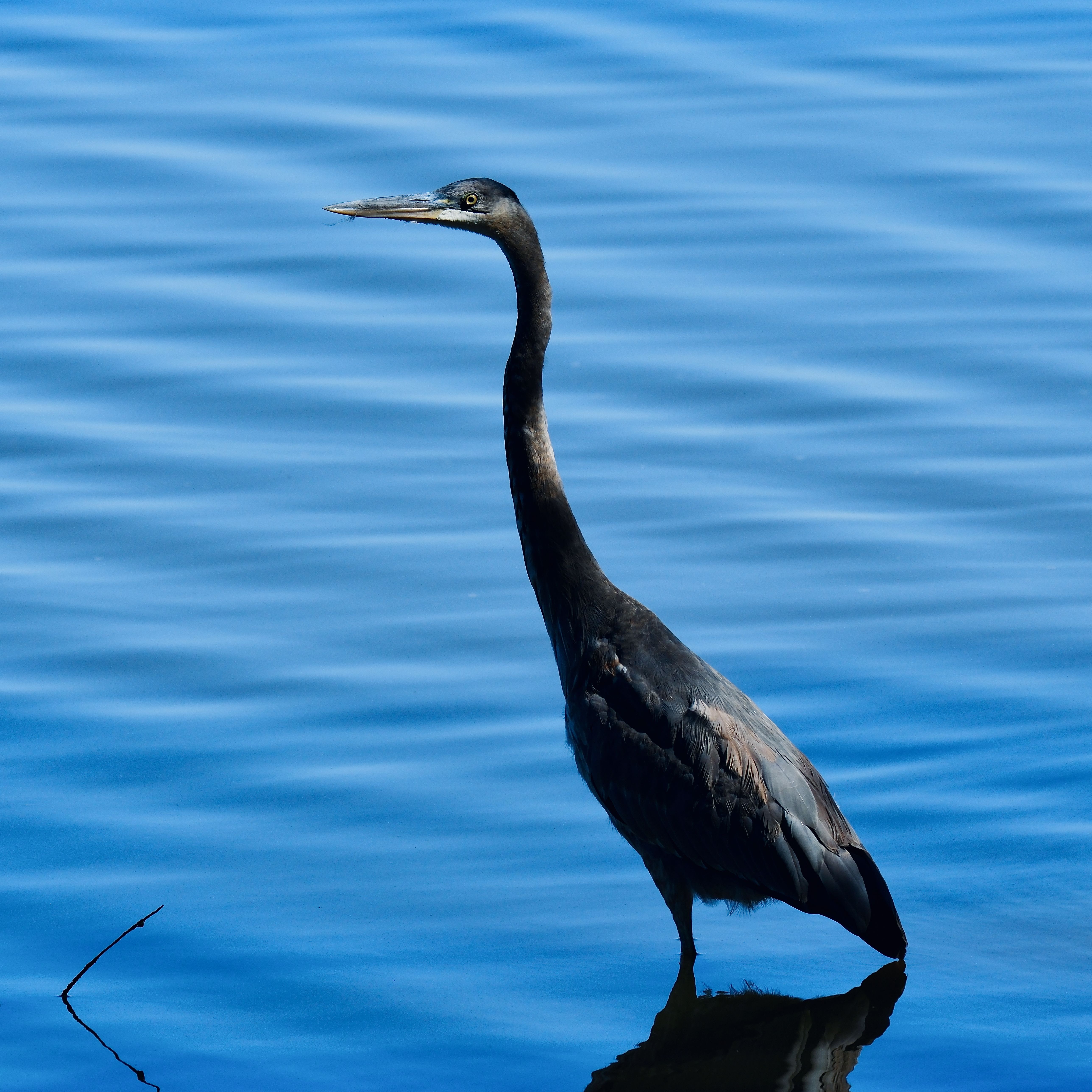 Great Blue Heron Wading in Decatur, Alabama Waters · Free Stock Photo